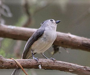 Хөхбух (Хартолгой хөх бух)